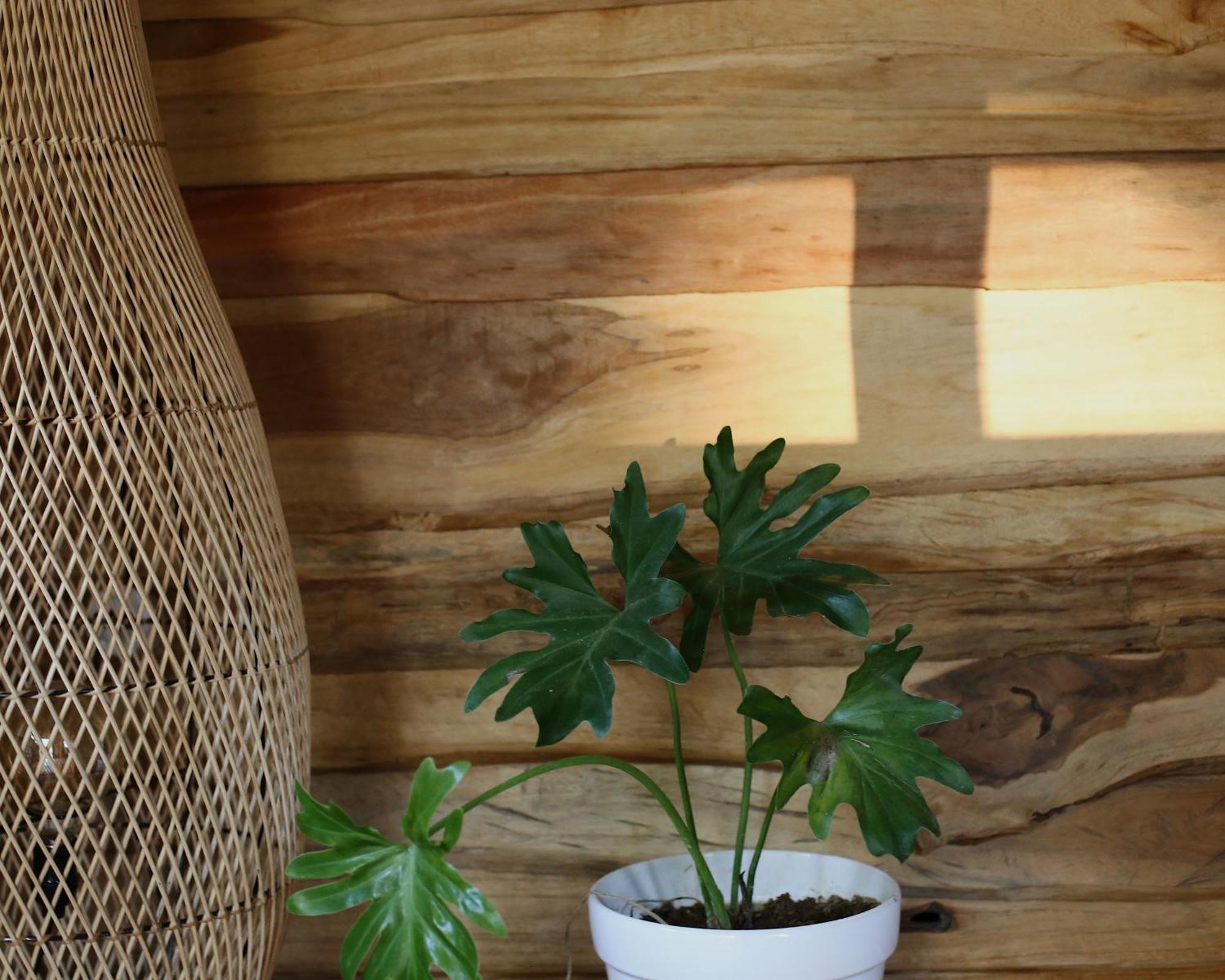 Roots Tree House Villa อูลูวาตู ห้อง รูปภาพ